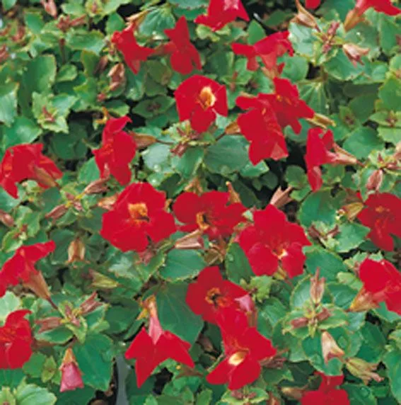Mimulus 'Bonfire Red' 9 cm kruka – Vattenväxt