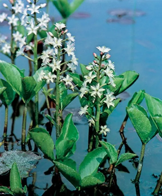 Menyanthes trifoliata - Vattenväxt i 9 cm kruka