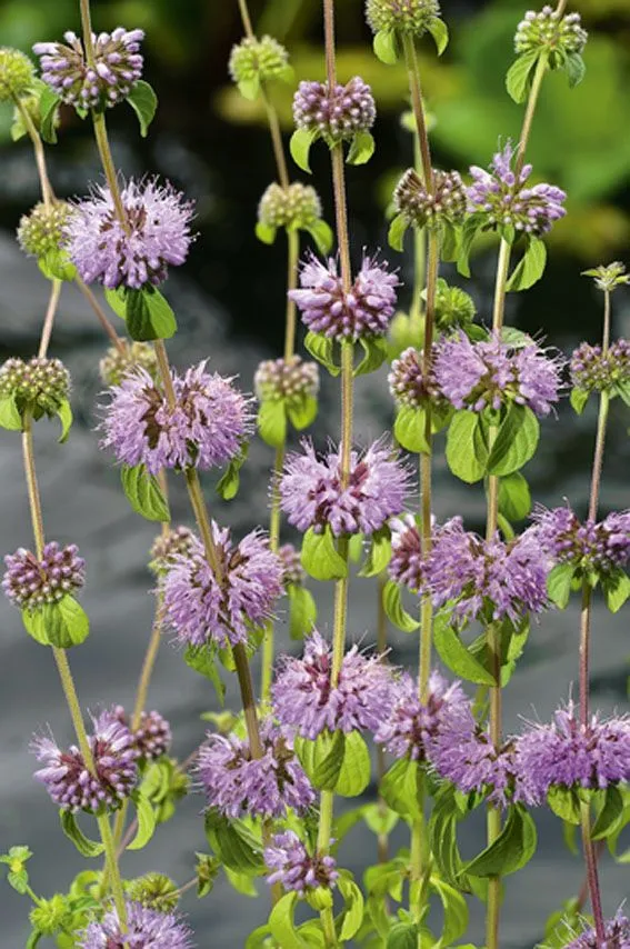 Mentha pulegium - Dammkorg 18x18 cm