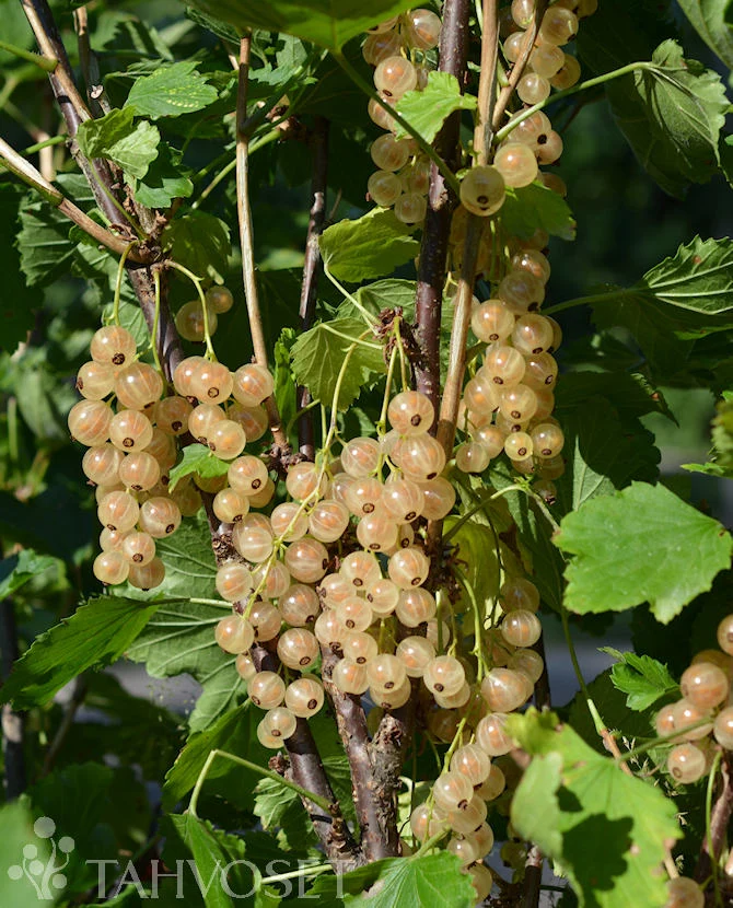 Vit vinbär 'Lepaan Valkea' FinE, 3 liters kruka