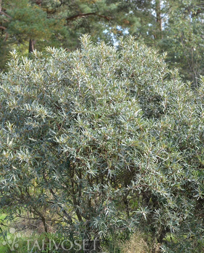 Havtorn 'Tarmo' FinE (hanplanta) – stammad, containerodlad
