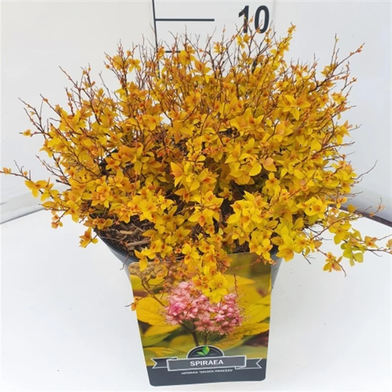 Spiraea japonica 'Golden Princess' 30-40 cm C10 (10 liters kruka)