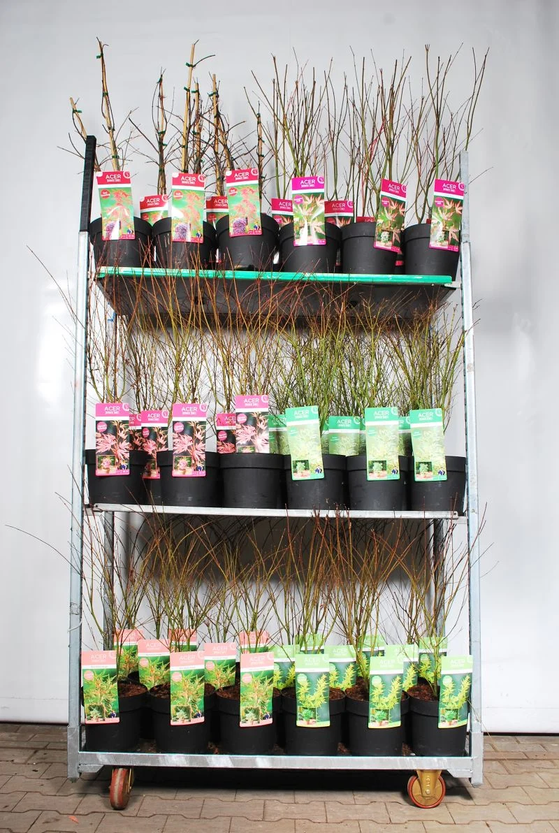 Acer palmatum i sorter C7 (7 liters kruka) 60-80 cm
