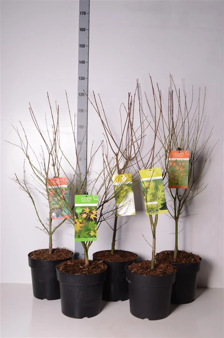 Acer palmatum i sorter C10 (10 liters kruka) 80-100 cm