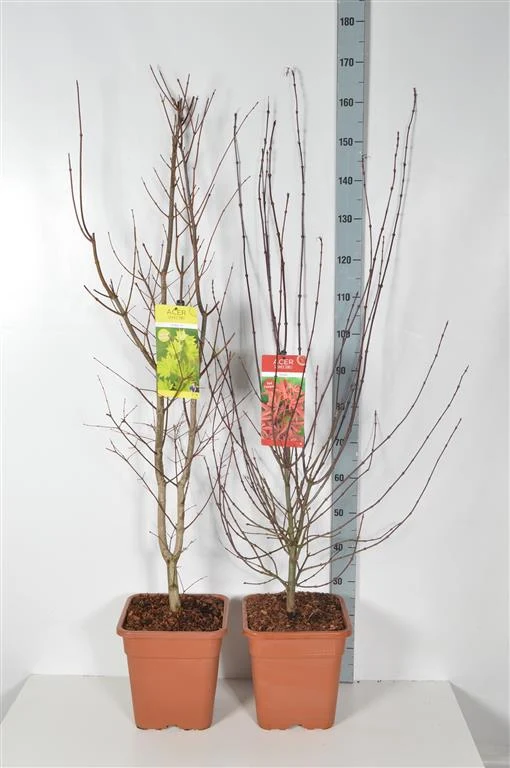 Acer palmatum i sorter C14 (14 liters kruka) 100-125 cm