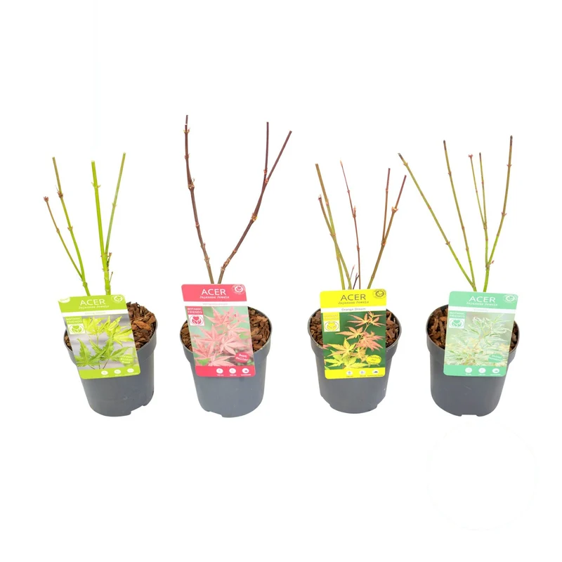 Acer palmatum i sorter 20-25 cm, 10,5 cm kruka