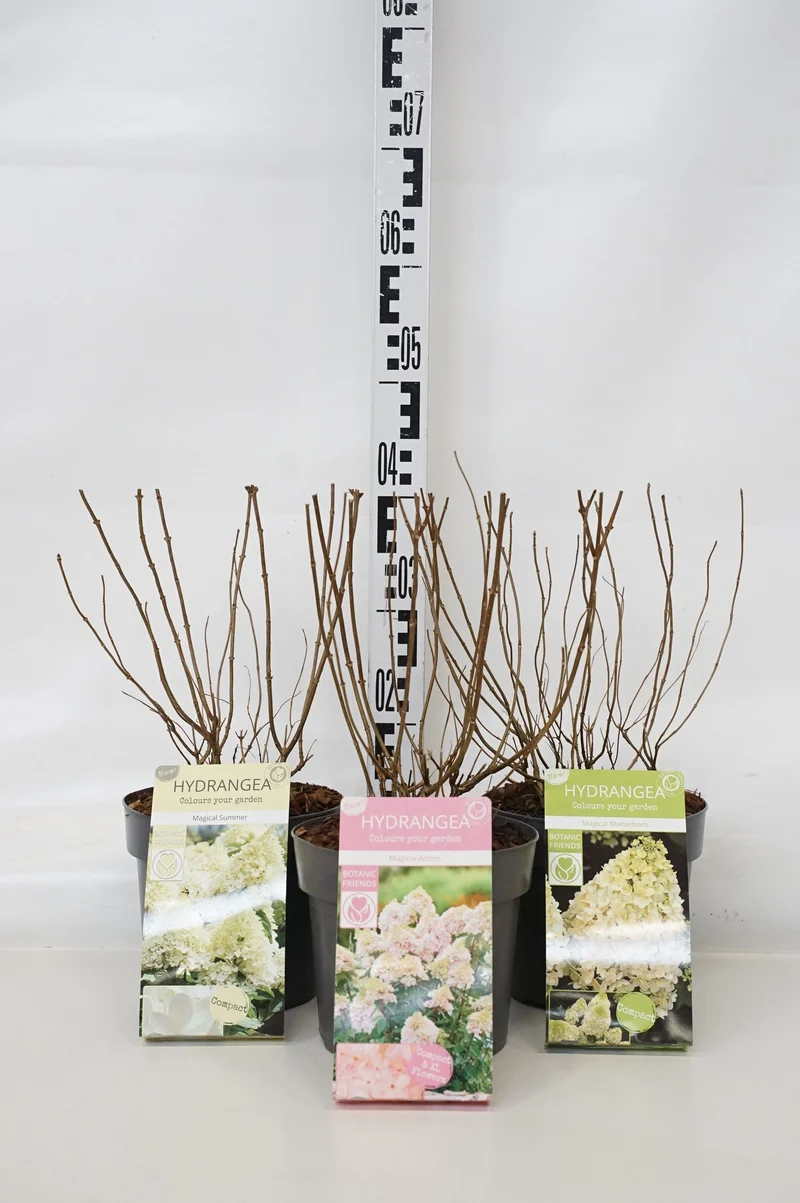 Hydrangea pan. 'Magical' i sorter C3 (3 liters kruka) / 19 cm kruka 25-30 cm