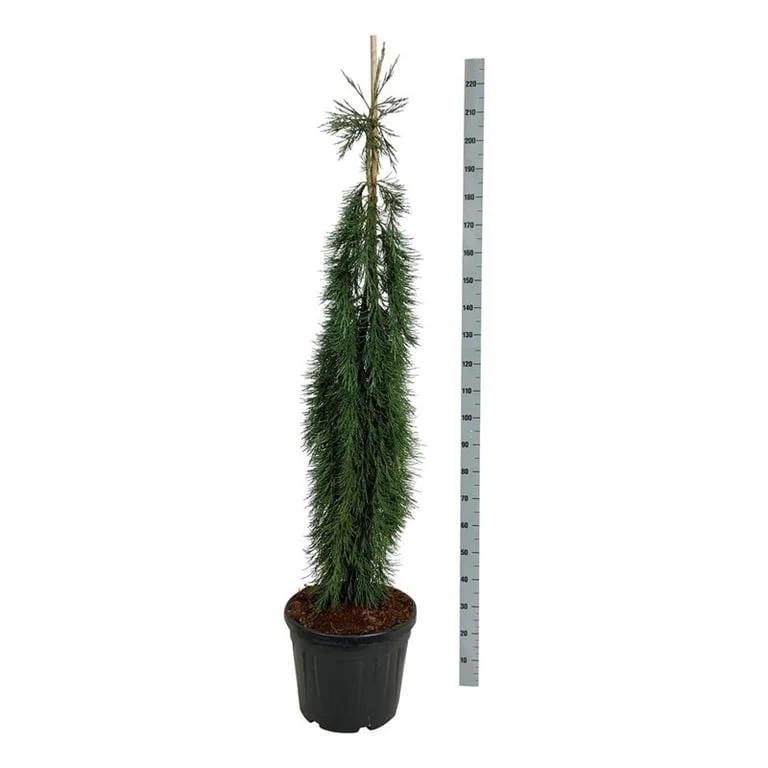 Sequoiadendron gig. 'Pendulum' C55 (55 liters kruka) 150-175 cm EXTRA