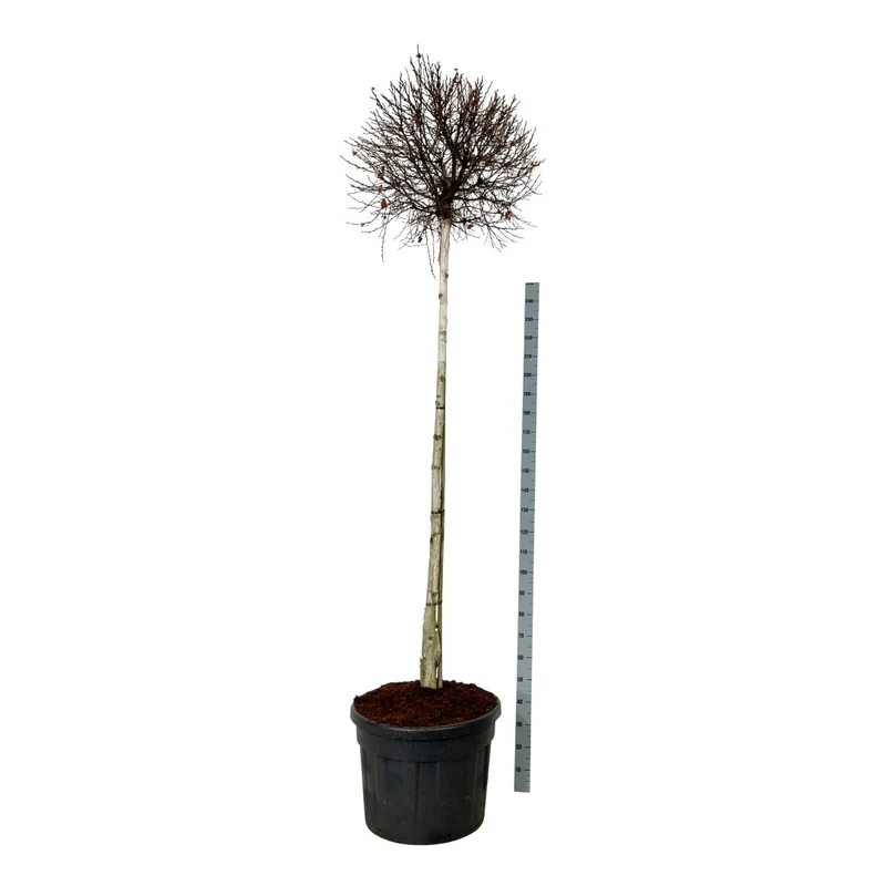 Betula pendula 'Magical Globe' 180 cm stam C110 (110 liters kruka)