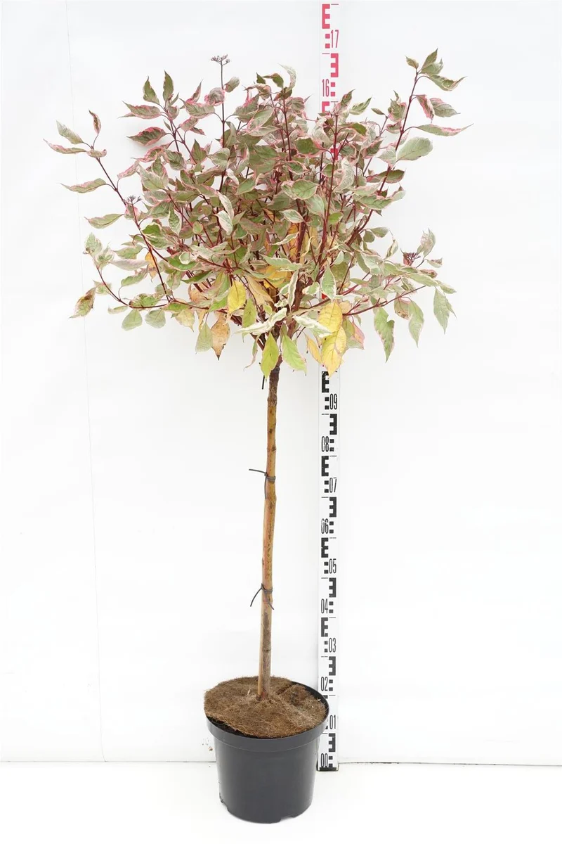 Cornus alba 'Miracle'® uppstammad 90 cm, C10 (10 liters kruka)