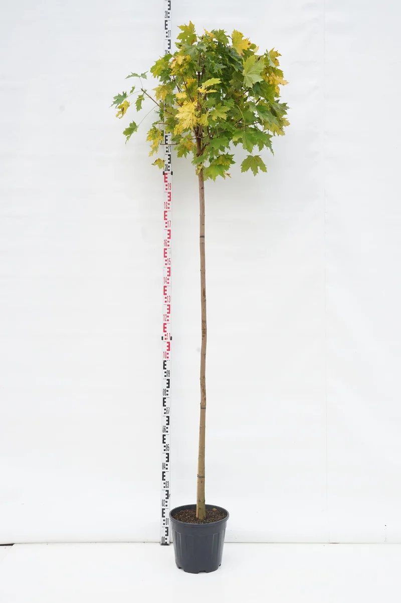 Acer platanoides 'Globosum' 180 cm stam C15 (15 liters kruka)