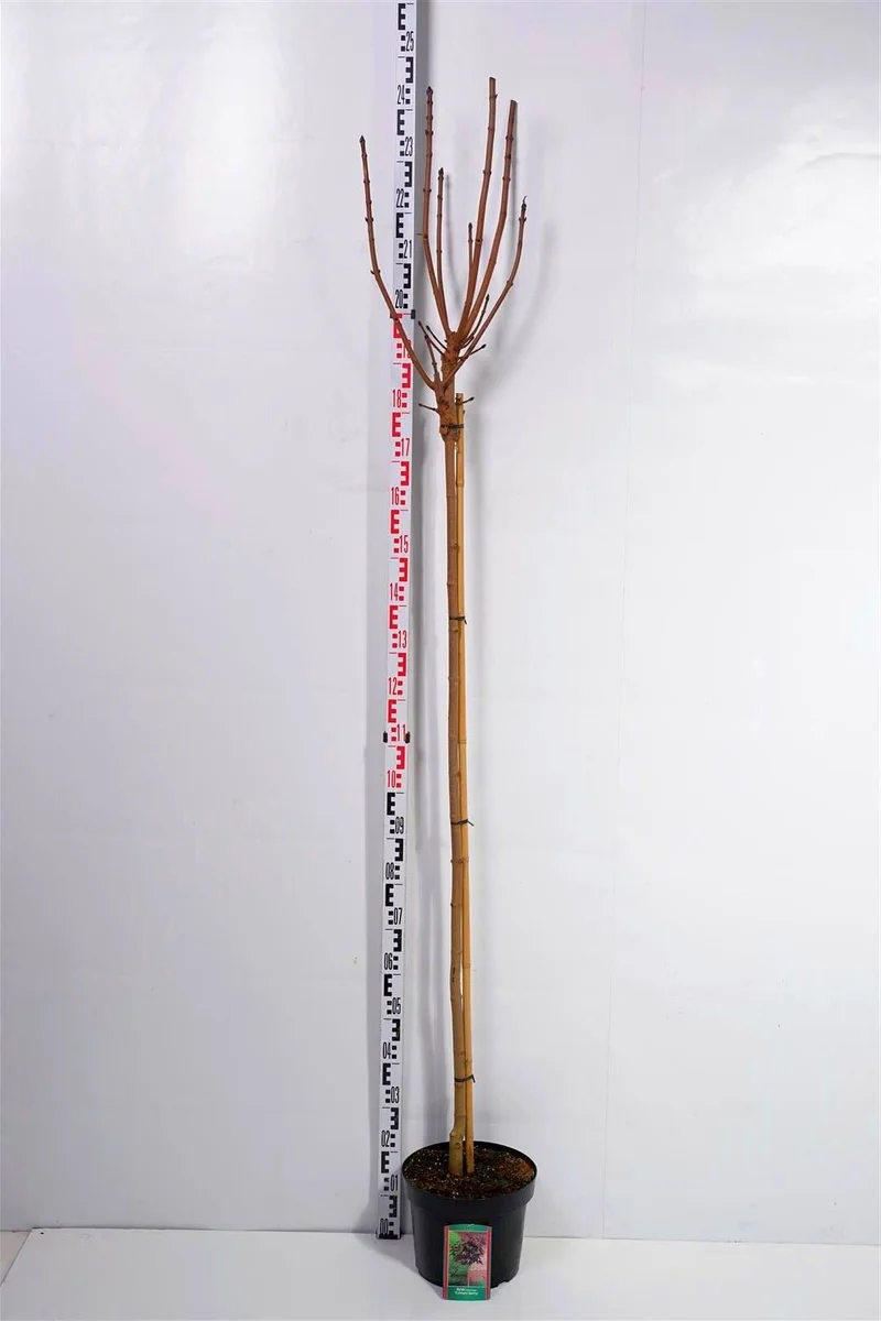 Acer platanoides 'Crimson Sentry' 150 cm stam C10 (10 liters kruka)