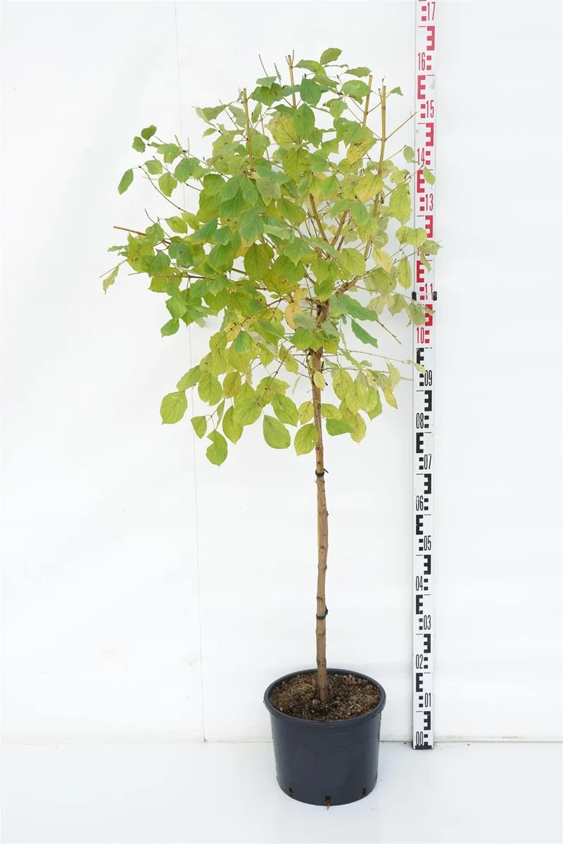 Cornus sang. 'Midwinter Fire' 90 cm stam C10 (10 liters kruka)