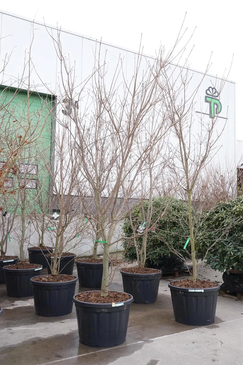 Cornus kousa 'Venus' C180 (180 liters kruka) 300-350 cm