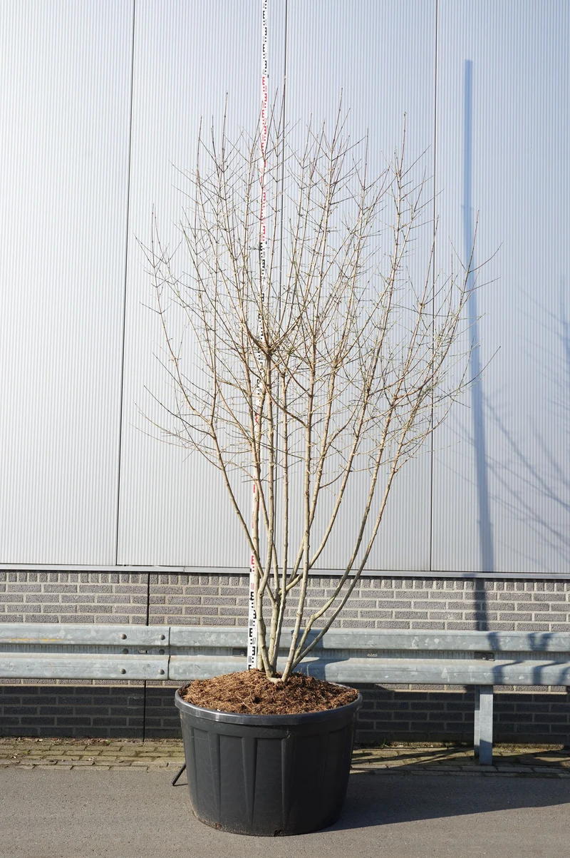 Cornus mas 300-350 cm flerstammig, C230 (230 liters kruka)