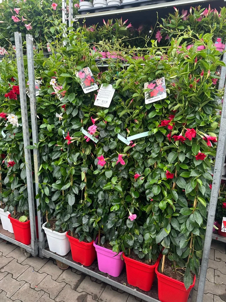 Mandevilla Sundaville, olika sorter - C10 (10 liters kruka) 150+ cm, 3-käpp