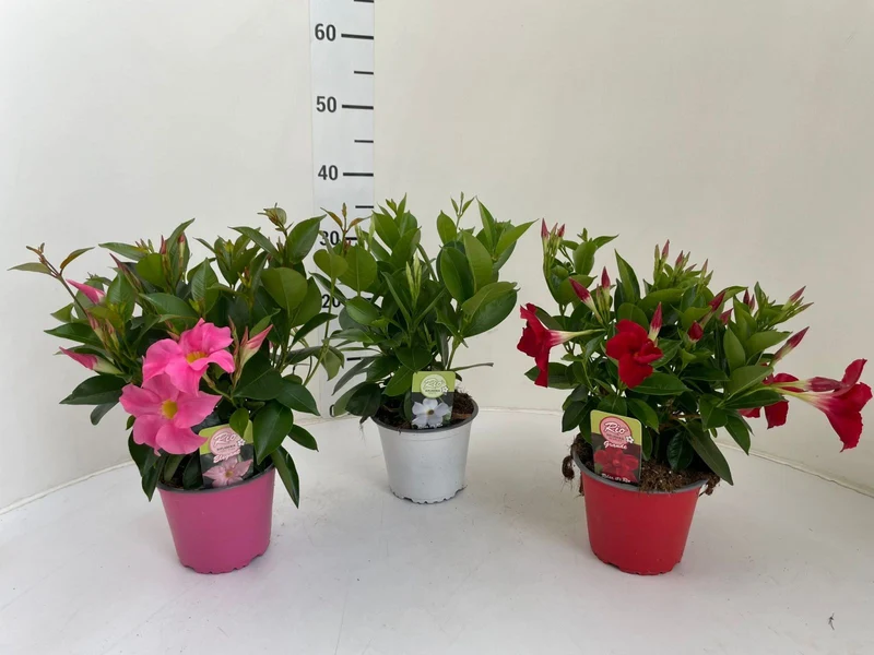 Dipladenia 'Rio' C1,5 (1,5 liters kruka / 14 cm kruka)