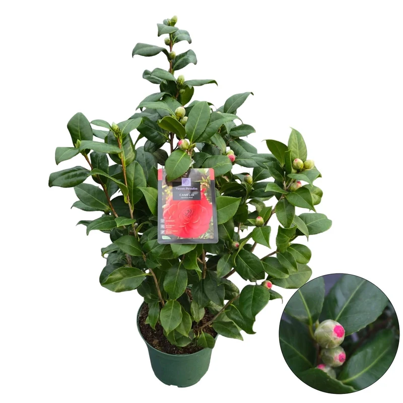 Camellia j. 'Red' C5 (5 liters kruka) 50-60 cm