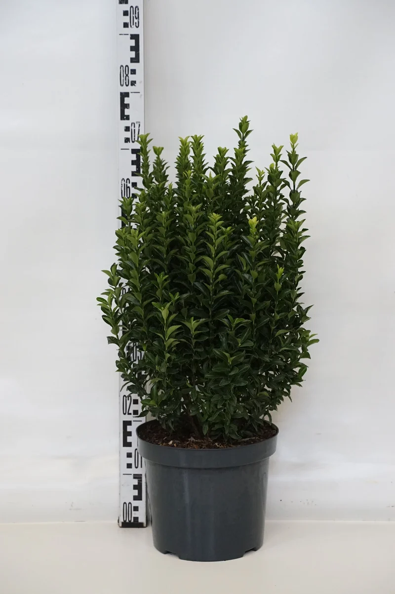 Euonymus jap. 'Green Spire' C7,5 (7,5 liters kruka) 30-40 cm