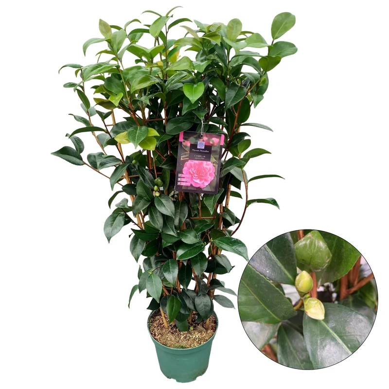 Camellia j. 'Pink' C5 (5 liters kruka) 60-70 cm spaljé