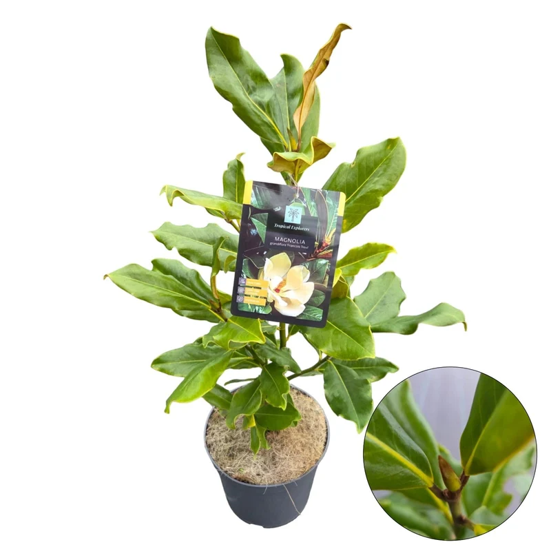 Magnolia grandiflora 'Francois Treyve' C3 (3 liters kruka) 40-50 cm