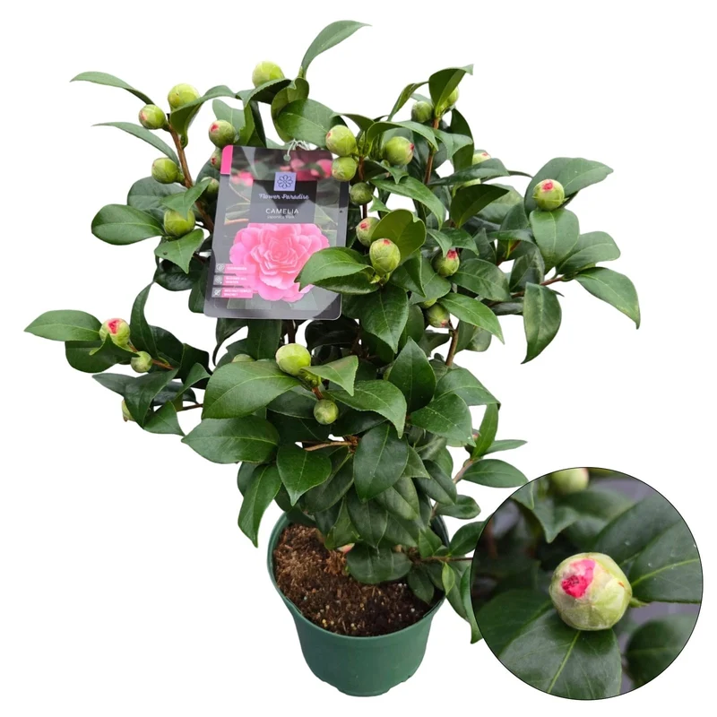Camellia j. 'Pink' C5 (5 liters kruka) 50-60 cm