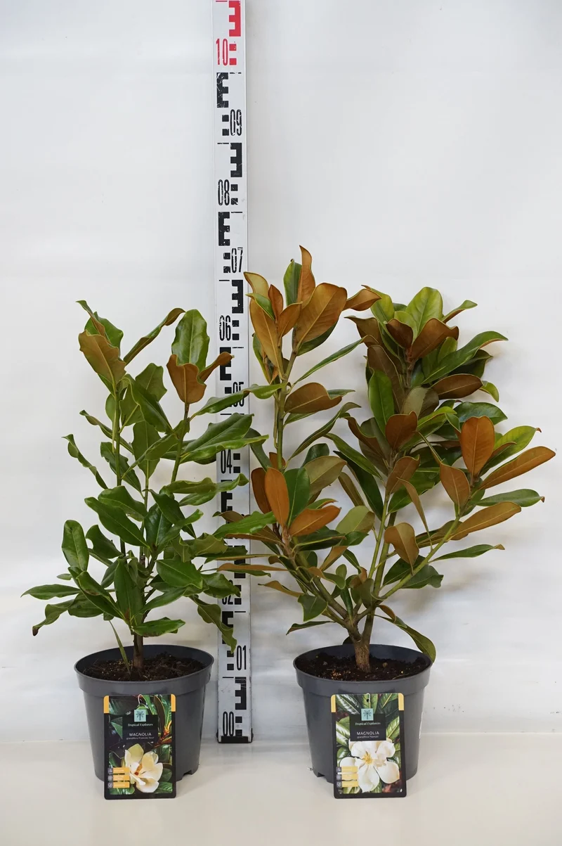 Magnolia grandiflora i sorter C3 (3 liters kruka) 40-50 cm