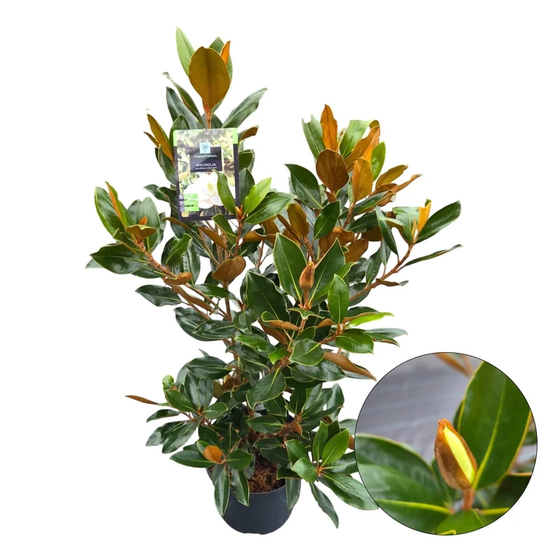 Magnolia grand. 'Little Gem' C7,5 (7,5 liters kruka) 70-80 cm