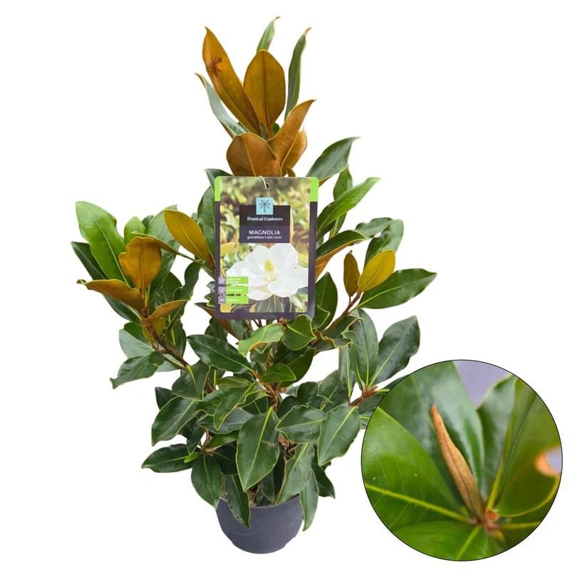 Magnolia grand. 'Little Gem' C3 (3 liters kruka) 40-50 cm