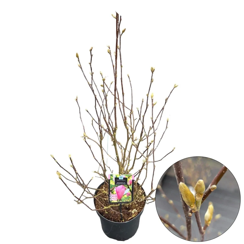 Magnolia 'George Henry Kern' C7,5 (7,5 liters kruka) 70-80 cm