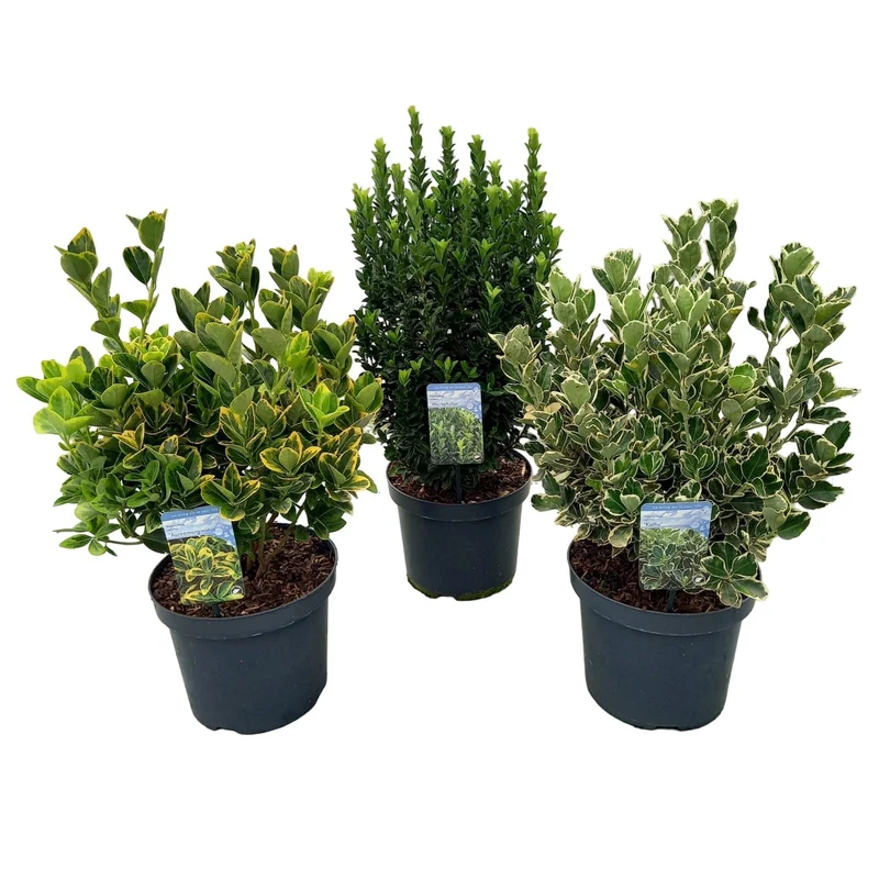 Euonymus jap. 'Mix' C7,5 (7,5 liters kruka) 40-50 cm