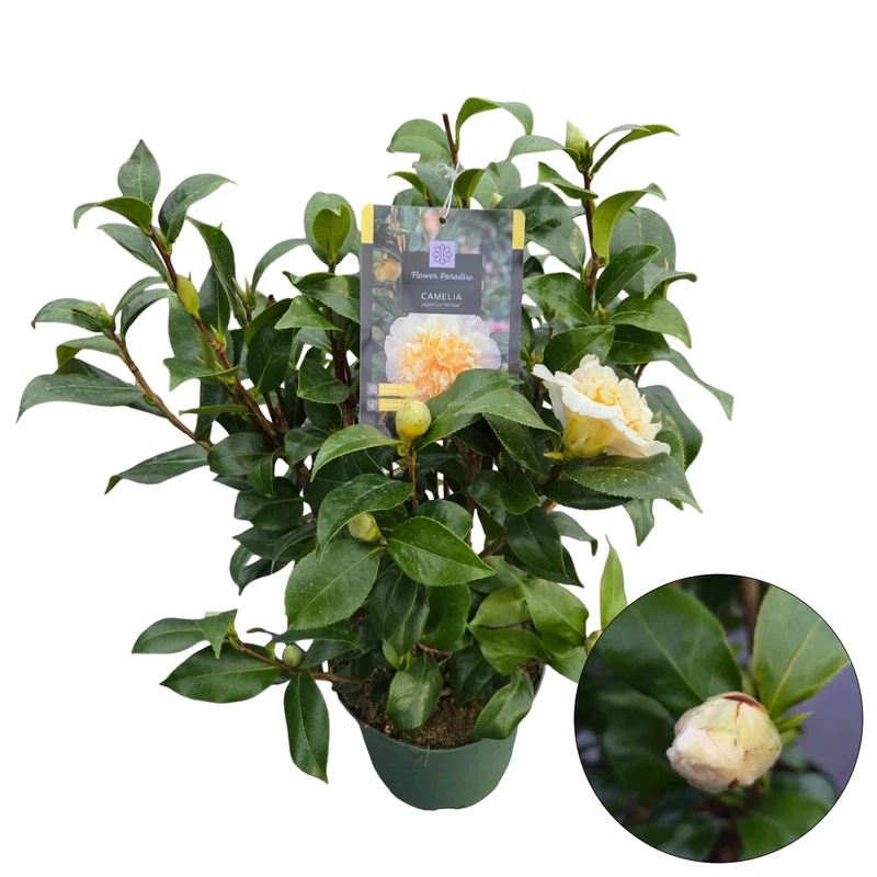 Camellia j. 'Yellow' 50-60 cm C5 (5 liters kruka)