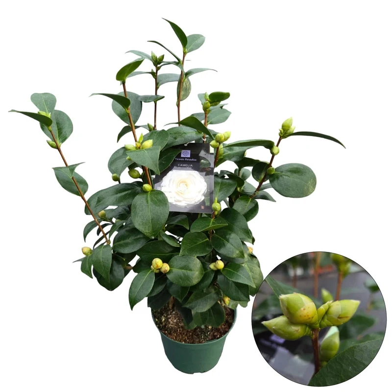 Camellia japonica 'White' 50-60 cm C5 (5 liters kruka)