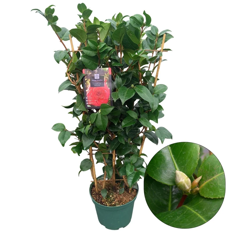 Camellia j. 'Red' 60-70 cm C5 (5 liters kruka) på spaljé