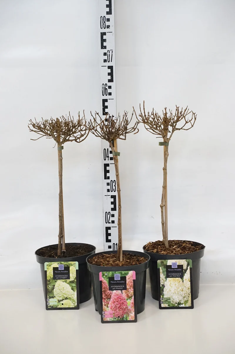 Hydrangea paniculata i sorter, 30 cm stam, C3 (3 liters kruka) / 19 cm kruka