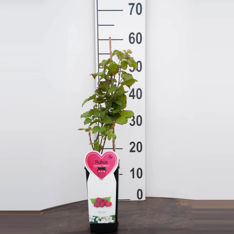 Rubus 'Tayberry' C2 (2 liters kruka) - Ekologisk