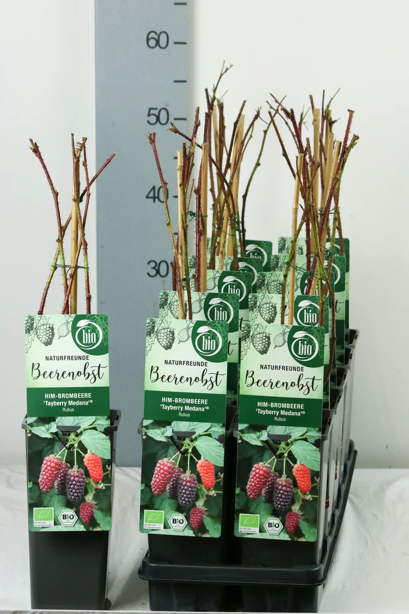 Rubus 'Medena Tayberry' C2 (2 liters kruka) 30-35 cm
