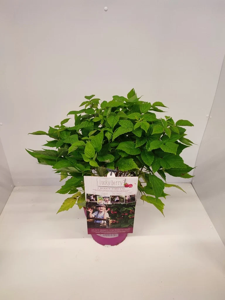 Rubus 'Luckyberry'® (Hallon) C5 (5 liters kruka) 40-50 cm