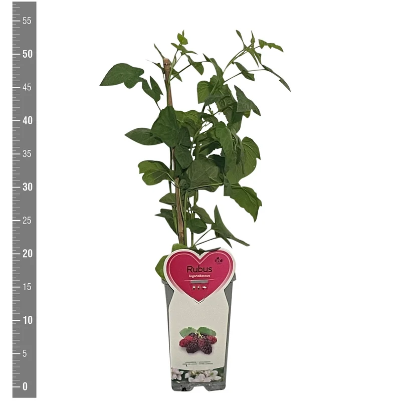 Rubus log. 'Logan' C2 (2 liters kruka / 17 cm kruka) buske