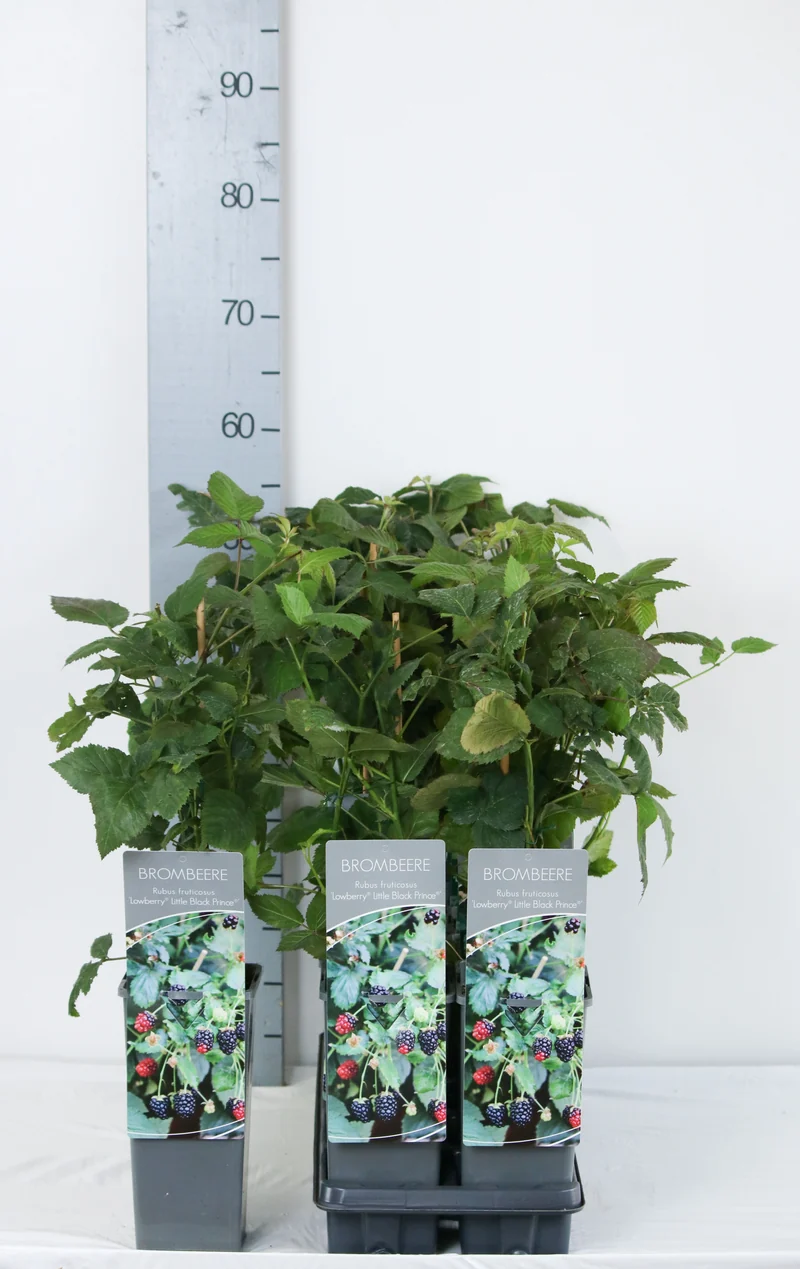 Rubus 'Little Black Prince'® C2 (2 liters kruka) 30-40 cm