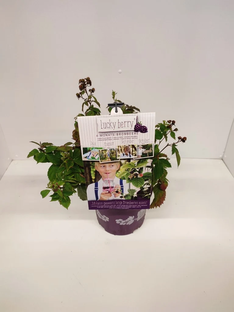 Rubus 'Luckyberry'® Björnbär C5 (5 liters kruka) 40-50 cm