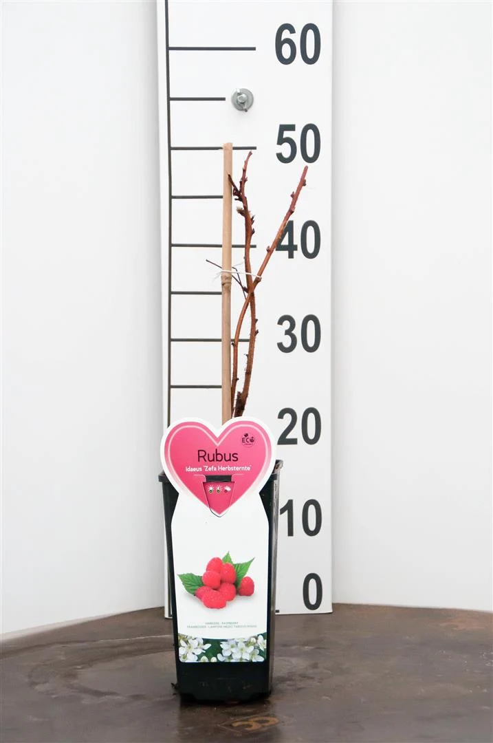 Rubus idaeus 'Zefa Herbsternte' C2 (2 liters kruka)