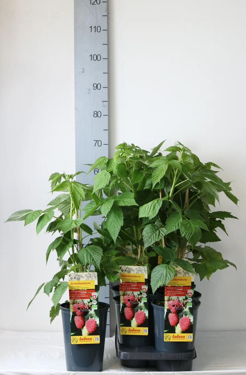 Rubus idaeus 'Zefa Nova'® Primeberry® C3 (3 liters kruka) 40-60 cm