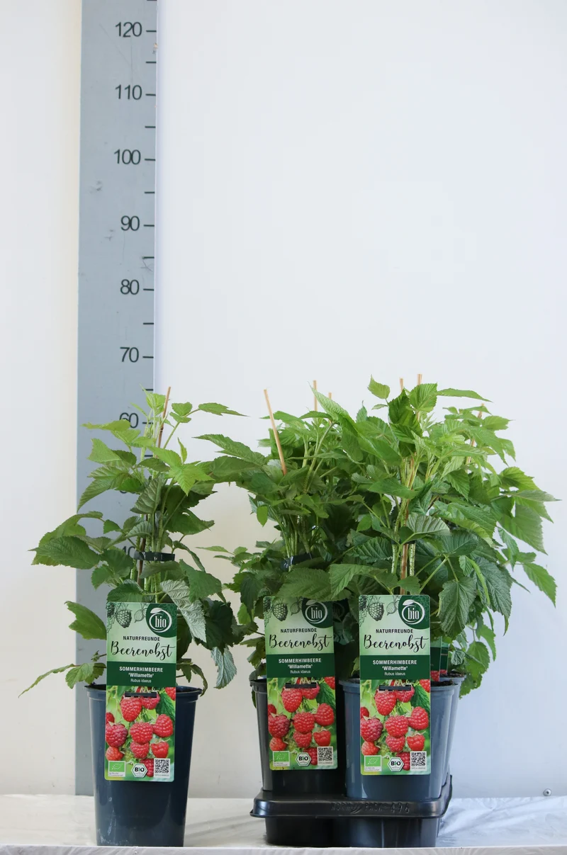 Rubus idaeus 'Willamette' C3 (3 liters kruka) 40-50 cm