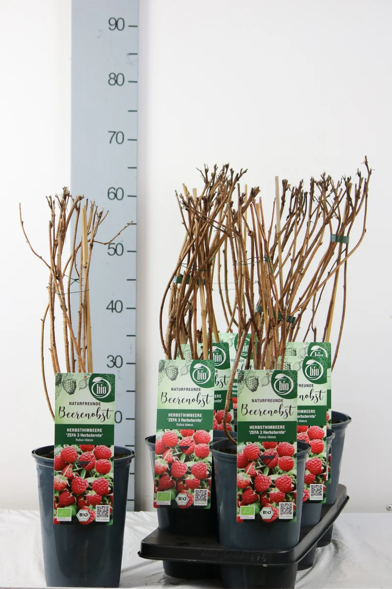 Rubus idaeus 'Zefa Herbsternte' C3 (3 liters kruka) 40-50 cm