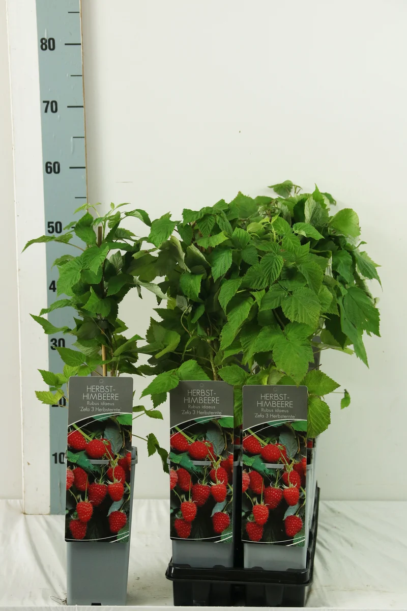 Rubus idaeus 'Zefa Herbsternte' C2 (2 liters kruka) 30-40 cm