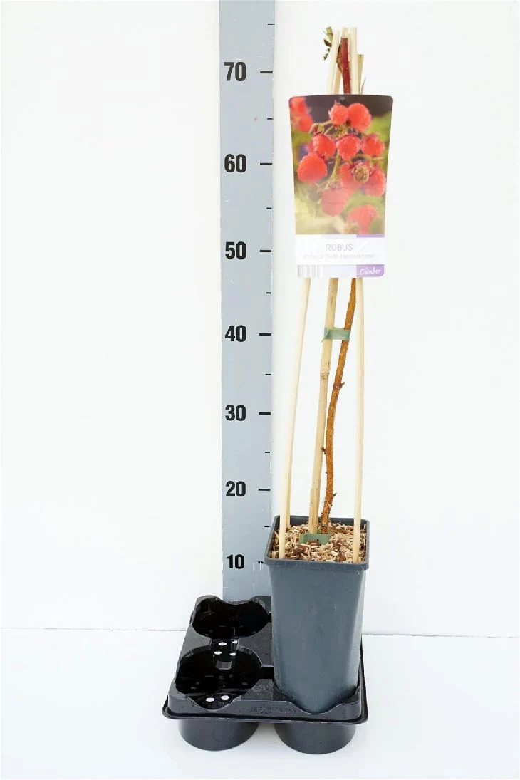Hösthallon Rubus idaeus 'Zefa Herbsternte' C2,5 (2,5 liters kruka) 70 cm