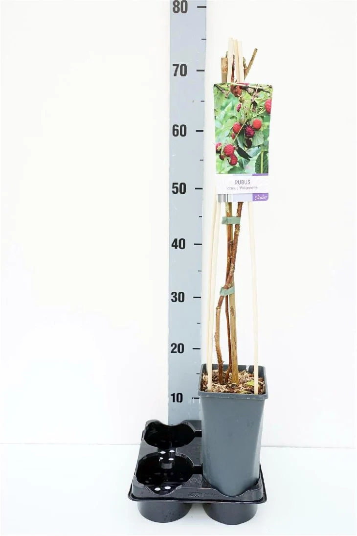 Rubus idaeus 'Willamette' C2,5 (2,5 liters kruka) 70 cm