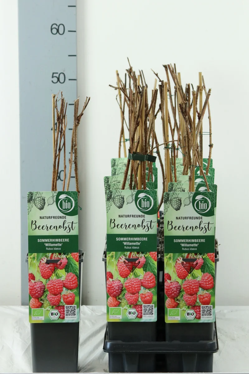 Rubus idaeus 'Willamette' C2 (2 liters kruka) 30-35 cm