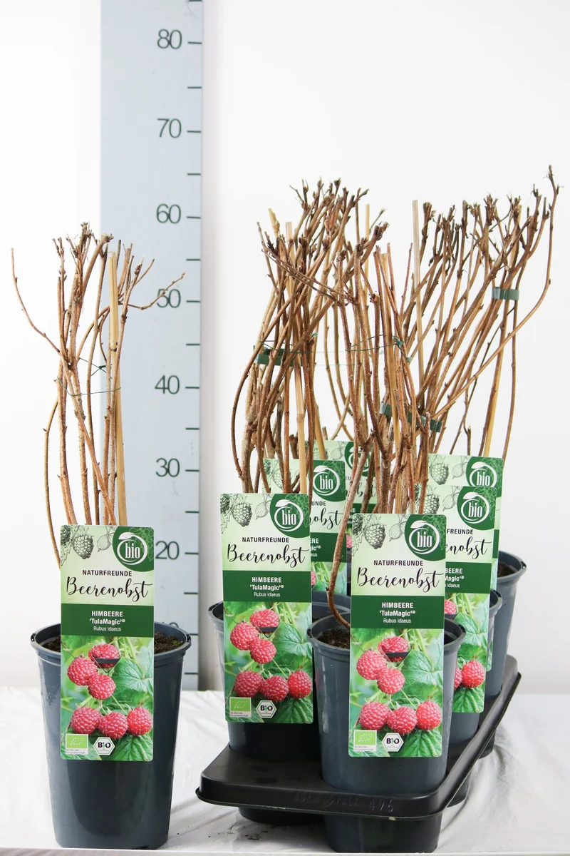 Rubus id. 'TulaMagic' C3 (3 liters kruka) 40-50 cm